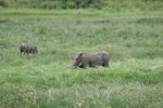 疣豬(warthog)
IMG01895