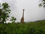 又見長頸鹿(giraffe)
IMG01932