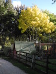 園內唯一一棵黃葉樹
TAS00171