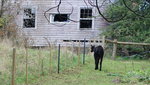小路過湖對岸見有一村屋, 還有一隻黑色羊鴕又叫草泥馬 TAS00329