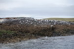 公牛石的一角滿是鳥群, 除了海鷗遇有黑險鸕&#40384;
TAS00632