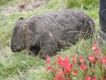 袋熊 (Wombat)
TAS00760