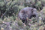 竟然見到袋熊 (wombat) TAS00779