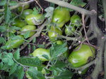 Roseberry 鎮社區中心種植的蕃茄
TAS00855