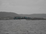 Macquarie Harbour 的三文魚養殖場
TAS01084