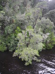 Gordon River 沿河的特色植物
TAS01102