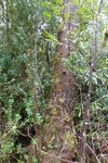 Gordon River 特色植物, Huon Pine 胡昂松柳 TAS01128