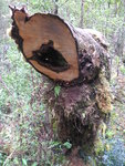 Huon Pine  胡昂松樹 樹齡800 至1200年
TAS01135