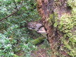 bracket fungus
TAS01142