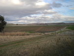 坐旅遊車參觀確倫嘉農莊及牧羊場 (Curringa Farm) TAS01234