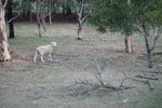 牧場內放養的羊好奇的望住我地旅遊車
TAS01236