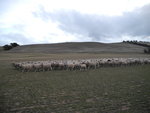 羊群越來越近
TAS01266