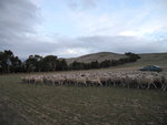 原來農場主人 Tim 與 牧羊狗 Billy 一齊趕羊過來
TAS01267
