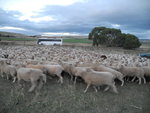 羊群中有一隻特別深色&#22083;
TAS01277