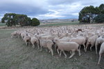 確倫嘉農莊及牧羊場 (Curringa Farm)羊群 TAS01286
