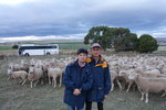 確倫嘉農莊及牧羊場 (Curringa Farm)羊群
TAS01292