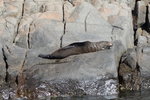 有隻懶洋洋晒緊日光浴的海豹
TAS01447