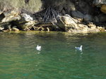 有海鷗在水中等食
TAS01480