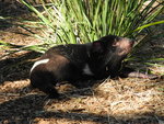 除狩獵外，袋獾也進食腐肉
TAS01945