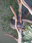 樹熊英文名稱「Koala」 是源自澳洲原住民的方言, 意指「不喝水」, 因牠只有生病才喝水
TAS01954