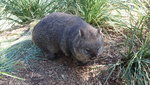 Wombat 袋熊
TAS01964