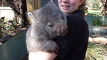 Wombat 袋熊
TAS01975
