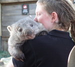 Wombat 袋熊
TAS01982