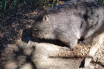 Wombat 袋熊
TAS01986