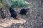 再見惡魔 (Tasmanian Devil), 今次有兩隻
TAS02035