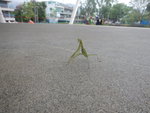 公園中一蚱蜢, 唔係, 原來是螳螂 DSCN6591