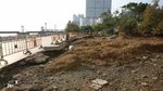 杏花村遊樂場石砌地變爛泥地, 植披當然無哂啦
IMG-20180920-WA0018