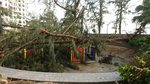 之前變泳池的兒童遊樂場, 家陣見到被塌樹遮蓋的一角
IMG-20180920-WA0041