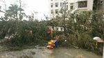 兒童遊樂場一角被塌樹遮蓋
IMG-20180920-WA0045