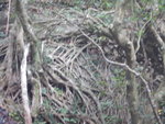 壁中段大樹中有個"樹巢", 要在巢邊才可看到
DSCN0053