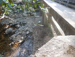 灰橋下是大城石澗
DSCN0231