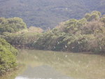 原來又有好多白鷺在享受日光浴
DSCN0608