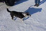 這裏冰天雪地好凍, 隻狗竟然不用著衫, 習慣了吧
DSC00978