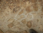 DSCN0955