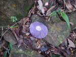 下午茶後郊遊徑續落, 中途見此紫色菇菇
DSCN3904