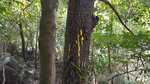 下午茶旁林中樹上黃色物體有隊友話是蜜蜂屎, 上網睇又係喎
DJI_0453