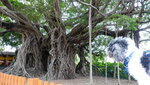 水尾村樹屋, 逾100年的老榕樹包裹一石屋
DSC02953