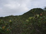 而左邊就係蓮花井山 (258m), 上完龜山就會過蓮花井山去
P3032453