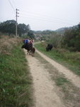 有幾隻牛擋路, 前面有一村莊
P3062796