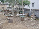 村內養蜂場
P3062803
