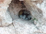 石旁有個小洞, 洞中有小旦旦哩
P3203713a
