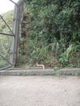 沿石屎路下走至鐵閘前, 右邊有上山小路
P3203793