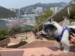 望到山下的富麗敦酒店

20230316-043
