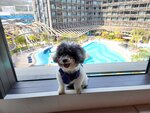 是晚入住Ocean Park Marriott Marina Block Room 3303, 房間內可見酒店泳池
20230316-072