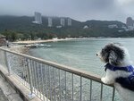 苗鍾徑中前望深水灣
20230316-104