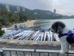深水灣泳灘
20230316-105
